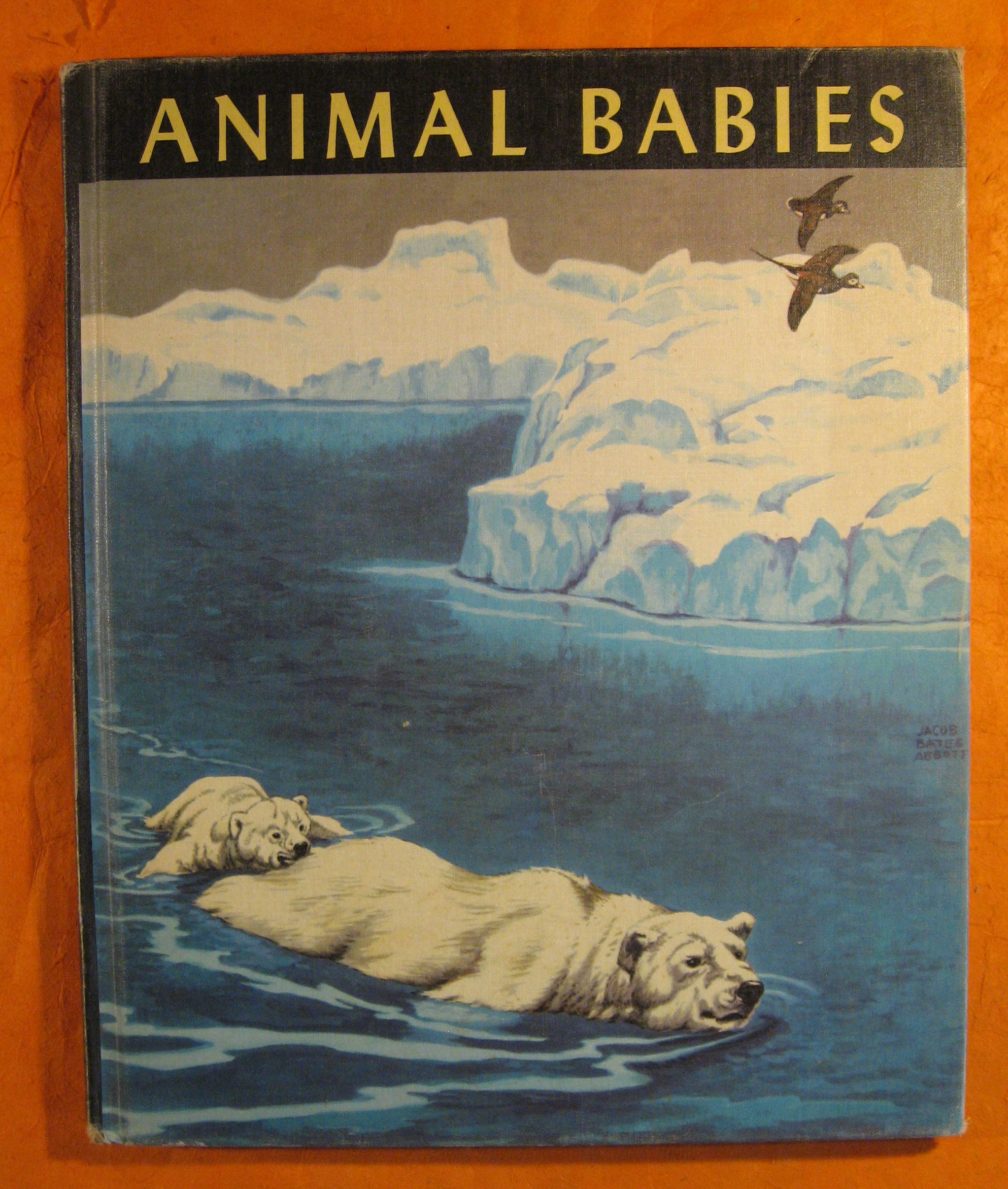 Image for Animal Babies