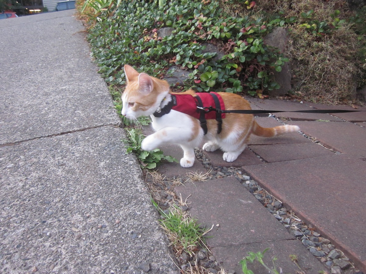 The newest member of our staff, bookstore cat Whiskey, 2020.